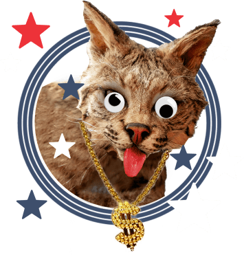 cat with googly eyes